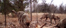 A pack of wolves visits a scent station in the Chernobyl Exclusion Zone. The photograph was taken by one of the remote camera stations and was triggered by the wolves’ movement