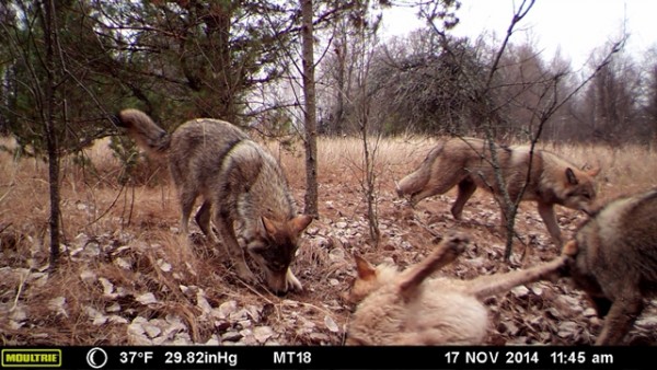 A pack of wolves visits a scent station in the Chernobyl Exclusion Zone. The photograph was taken by one of the remote camera stations and was triggered by the wolves’ movement