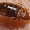 Bed Bug