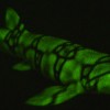A green biofluorescent chain catshark (Scyliorhinus retifer)