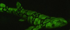 A green biofluorescent chain catshark (Scyliorhinus retifer)