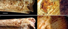  Carnivore marks on the distal end of the Femur: A) tooth-pits (scale = 1 cm); B) with maximal length and breadth indicated (X 20); C) notch (scale = 1 cm); D) with the magnification of the associated pit and micro-grooves (X 20)