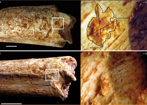  Carnivore marks on the distal end of the Femur: A) tooth-pits (scale = 1 cm); B) with maximal length and breadth indicated (X 20); C) notch (scale = 1 cm); D) with the magnification of the associated pit and micro-grooves (X 20)