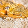 A sleeping bearded dragon lizard apparently share the same sleep cycles as mammals and humans.