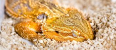 A sleeping bearded dragon lizard apparently share the same sleep cycles as mammals and humans.