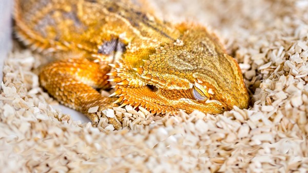 A sleeping bearded dragon lizard apparently share the same sleep cycles as mammals and humans.