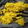 Physarum polycephalum