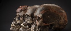 These three 35,000-year-old skulls from the Czech Republic were included in the study