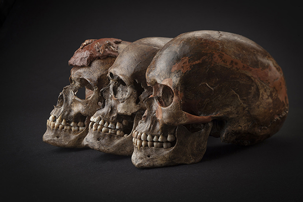 These three 35,000-year-old skulls from the Czech Republic were included in the study