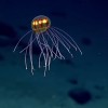 Rare marine species such as this hydromedusa belonging to the genus Crossota are in danger of disappearing due to warming ocean temperatures.