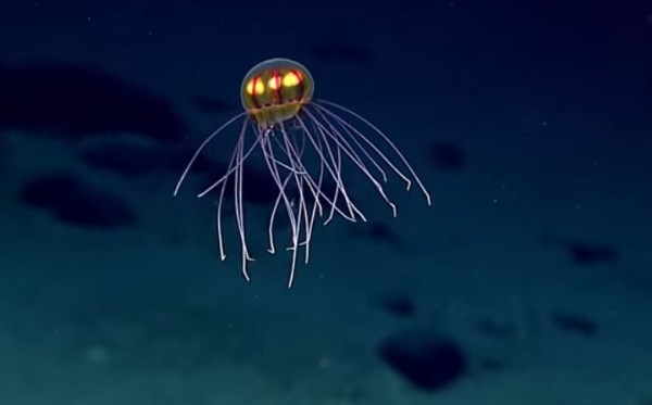 Rare marine species such as this hydromedusa belonging to the genus Crossota are in danger of disappearing due to warming ocean temperatures.