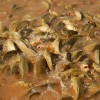 Carp invading the Murray Darling waterway system in Australia will be eradicated by 2018.