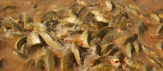 Carp invading the Murray Darling waterway system in Australia will be eradicated by 2018.