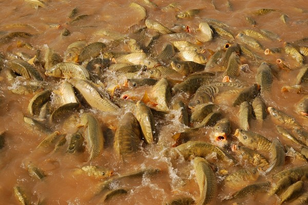 Carp invading the Murray Darling waterway system in Australia will be eradicated by 2018.