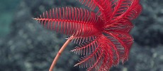 A beautiful stalked crinoid, likely Proisocrinus ruberrimus. 