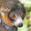 Strepsirrhines, a suborder of primates, are characterized by a typically longer snout and wet nose compared to haplorhine primates.