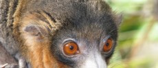 Strepsirrhines, a suborder of primates, are characterized by a typically longer snout and wet nose compared to haplorhine primates.