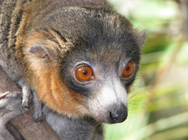 Strepsirrhines, a suborder of primates, are characterized by a typically longer snout and wet nose compared to haplorhine primates.