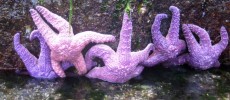 Baby sea stars are making a comeback after a deadly virus almost wiped out populations.