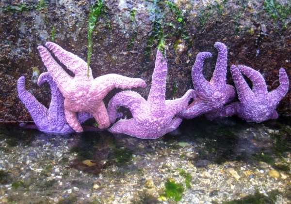 Baby sea stars are making a comeback after a deadly virus almost wiped out populations.
