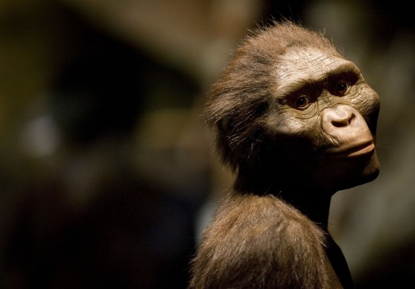  Scientists say Famous 3.2 Million-Year-Old Human Ancestor Lucy Died After Falling from a Tree
