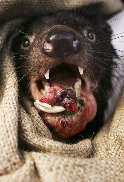 Tasmanian devil with DFTD.