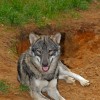 Grey Wolf, (Canis lupus) predator, beast of prey, carnivore.