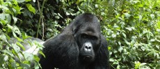 Congo's eastern gorilla, is now listed under the Red List of Endangered Species of the IUCN.