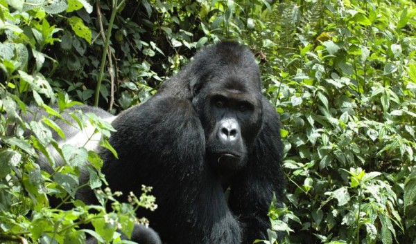 Congo's eastern gorilla, is now listed under the Red List of Endangered Species of the IUCN.