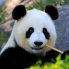 Giant Panda out of Endangered Species list.
