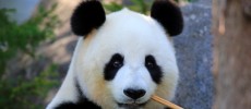 Giant Panda out of Endangered Species list.