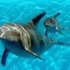 Dolphins are a deep water species.