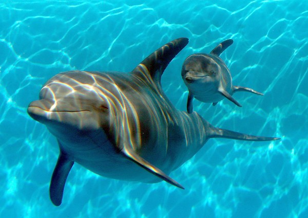 Dolphins are a deep water species.