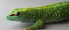 Lizards need more shade in a warming world.