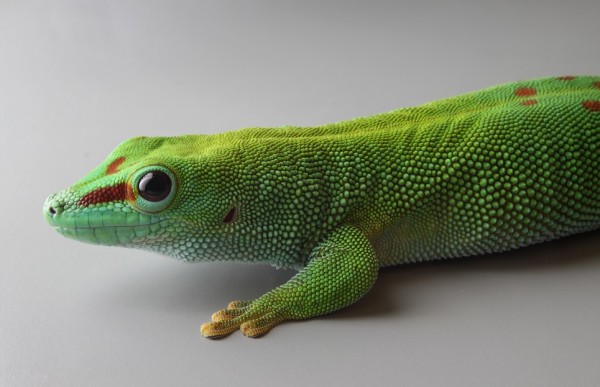 Lizards need more shade in a warming world.