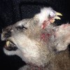 This Idaho mountain lion had an unusual growth on its head revealing another set of teeth.