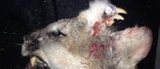 This Idaho mountain lion had an unusual growth on its head revealing another set of teeth.