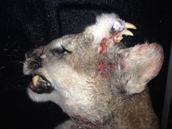 This Idaho mountain lion had an unusual growth on its head revealing another set of teeth.