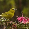 Historically abundant and widespread on the island of Kaua‘i, the population of Kaua‘i Amakihi, like other native Hawaiian forest birds, is now largely restricted to high elevation forest habitats.