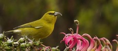 Historically abundant and widespread on the island of Kaua‘i, the population of Kaua‘i Amakihi, like other native Hawaiian forest birds, is now largely restricted to high elevation forest habitats.