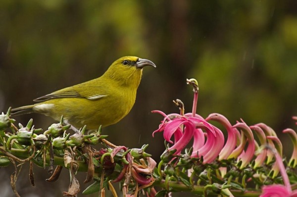 Historically abundant and widespread on the island of Kaua‘i, the population of Kaua‘i Amakihi, like other native Hawaiian forest birds, is now largely restricted to high elevation forest habitats.