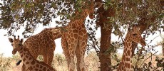 There are apparently four species of giraffes in Africa not just one.