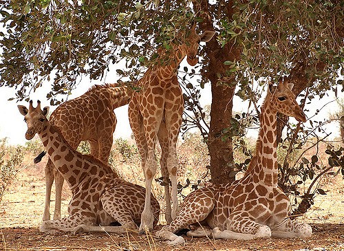 There are apparently four species of giraffes in Africa not just one.