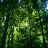 The Amazon rainforest already lost 30 percent of its wilderness since the 1990s.