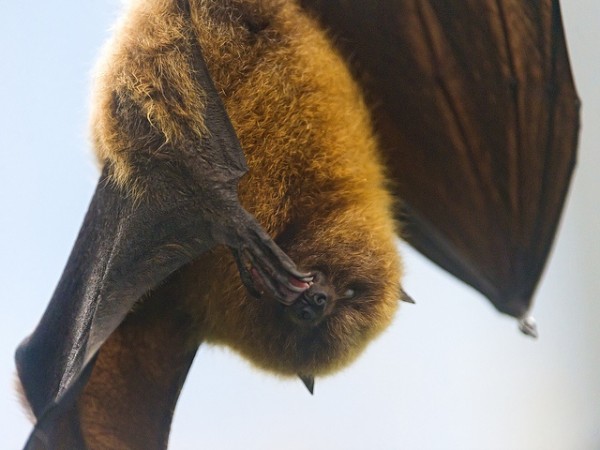 Bats apparently waggle their heads and perk up their ears during a hunt like dogs do.
