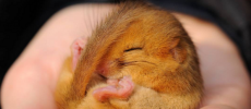 Britain's Hazel dormouse is vulnerable to extinction. 