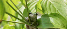 A Tree Frog Looks Content Sitting On A Tree Branch