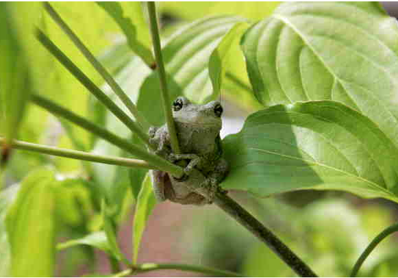 A Tree Frog Looks Content Sitting On A Tree Branch