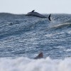 Dolphins Communication