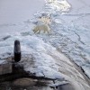 Polar bears besiege a remote outpost in the Arctic, trapping Russian meteorologists.
